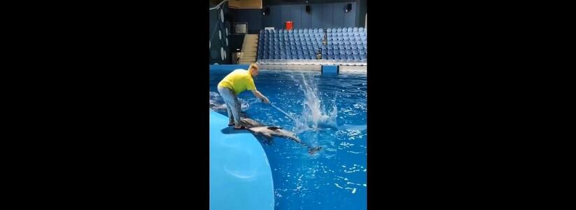 В Океанариуме Екатеринбурга сняли ответное видео на обвинение в насилии над дельфинами