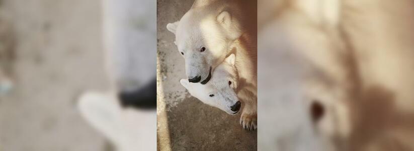 В Зоопарке Екатеринбурга погиб белый медведь Умка