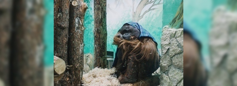Уникальные животные и спасенная слониха: Екатеринбургский зоопарк отметил предъюбилейный День рождения