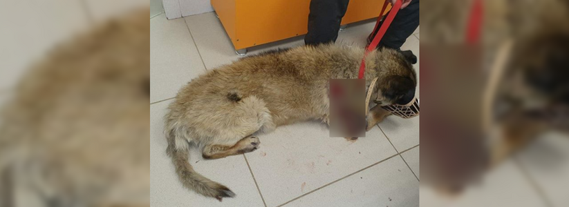 В Екатеринбурге врачи борются за жизнь щенка с огнестрельным ранением