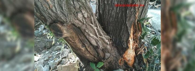 В Екатеринбурге подрядчик повредил 10 деревьев в сквере на Опалихинской