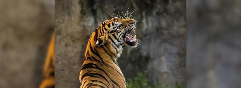Что нас ждет в год водяного тигра? НАШ гороскоп на 2022