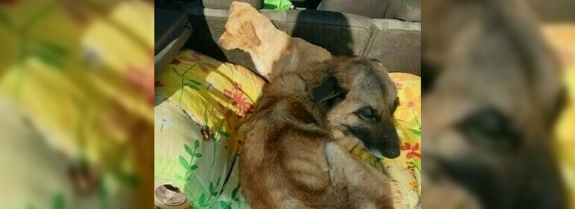 Переломы и истощение: четырех собак с камышловской передержки доставили в ветклинику