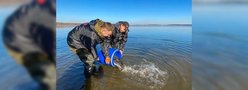 Волонтеры сделали свердловские водоемы чище с помощью сотни рыб-санитаров