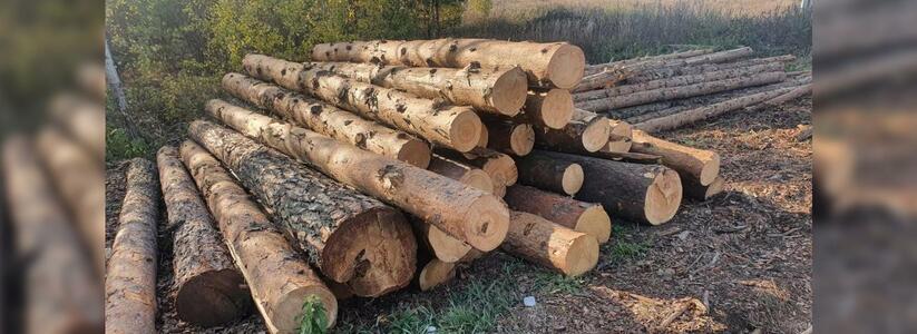 Предпринимателя из Екатеринбурга подозревают в незаконной вырубке леса на сумму 2 млн рублей