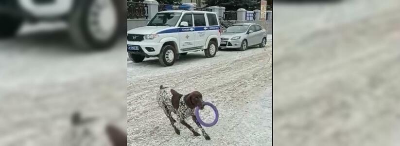 В Свердловской полиции разоблачили фейк о пытках собаки