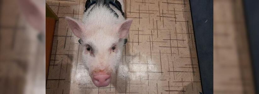 Что делать, если достал запах от соседских свиней?
