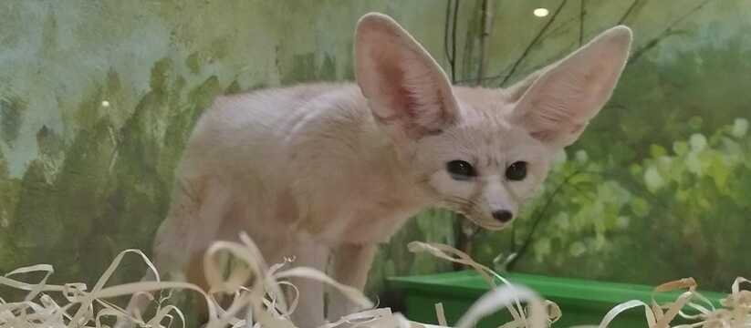 В Екатеринбургском зоопарке поселилась самая маленькая лиса в мире