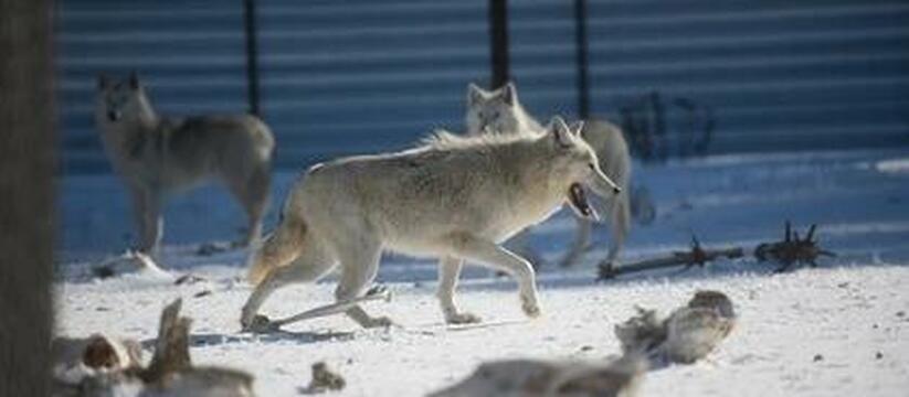 Следующие - люди? В Свердловской области волки растерзали собаку во дворе частного дома