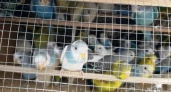 Почти 700 ярких попугаев и корелл прилетели на Урал