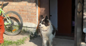 Клещи проснулись: полное руководство по обработке собак и кошек до начала сезона