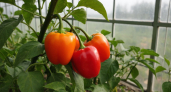 Ранний перец: 4 сорта, которые завалят урожаем — крупные, тяжелые, вкусные