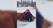 Возможно, это диверсия: появилась версия фальсификации причин тотального уничтожения коров в частных подворьях