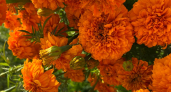 Когда сеять бархатцы в 2026, чтобы цвели всё лето: сроки, выбор семян, уход