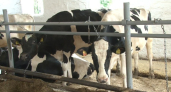 Вывоз сырого молока разрешили в 24 муниципалитетах Свердловской области: список и что изменилось