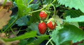 Весенняя уборка на клубничной грядке: что я делаю в конце апреля, чтобы ягода была крупной