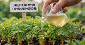 Поливаю всходы моркови этим раствором — и она растёт крупная, а морковная муха облетает стороной