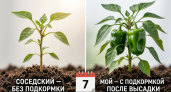 Высадил перец в грунт и сразу дал это под корень — через неделю разница с соседской грядкой видна невооружённым глазом