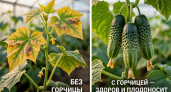 Присыпьте этот порошок возле молодых огурцов в июне. Урожай увеличится в несколько раз