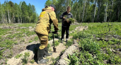 В Свердловской области в рамках акции «Сад памяти» высадили 233,5 тысячи деревьев