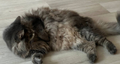 Почему кошка бросается на ноги и кусает — и как правильно реагировать