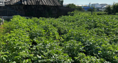 Не смотрите на Луну — смотрите на ботву: садовод с 20‑летним стажем раскрывает главный секрет уборки картофеля