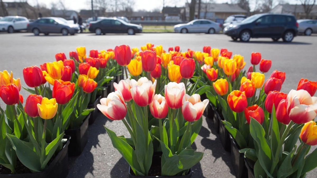 К 8 Марта в Свердловскую область завезли 8 миллионов цветов: розы, тюльпаны и хризантемы