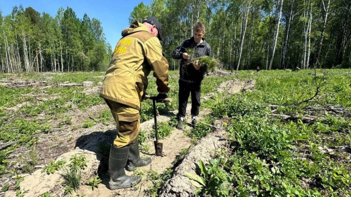 В Свердловской области в рамках акции «Сад памяти» высадили 233,5 тысячи деревьев