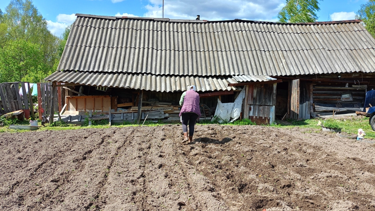 Не забудьте, запишите: после 20 октября раскидайте это на участке — урожай будете вывозить тачками