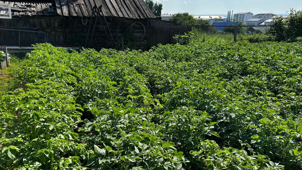 Не смотрите на Луну — смотрите на ботву: садовод с 20‑летним стажем раскрывает главный секрет уборки картофеля