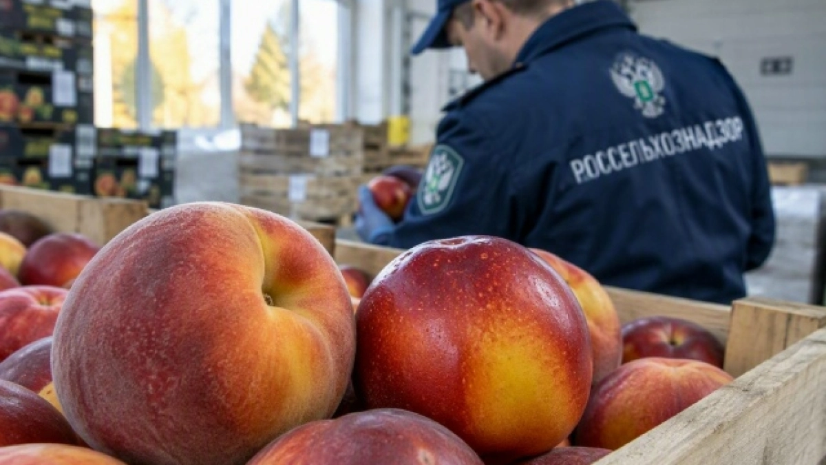 В Свердловскую область доставили 59 тонн фруктов прямым рейсом из Ирана